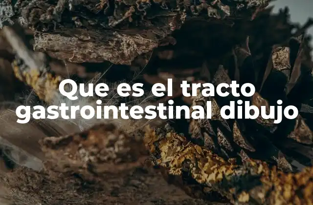 El sistema digestivo y su representación visual