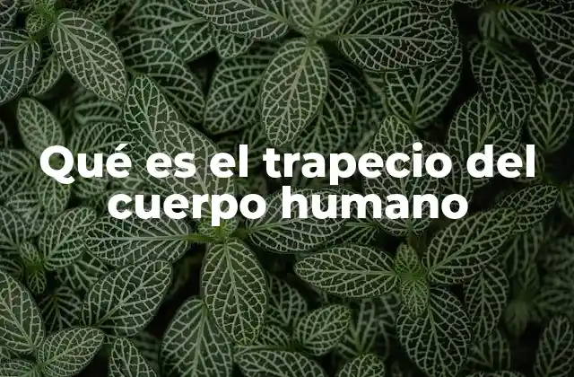Qué es el Trapecio Del Cuerpo Humano