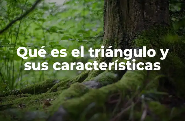 Qué es el Triángulo y Sus Características 2 Elementos esenciales que componen a un triángulo