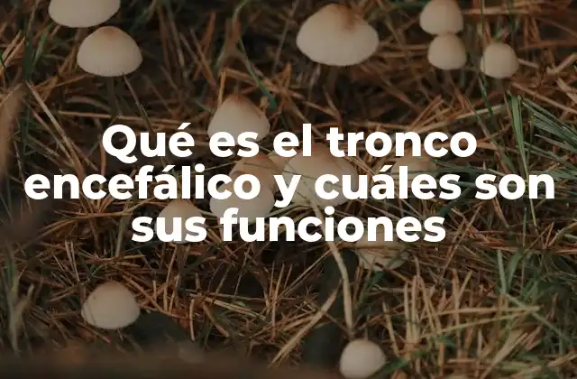 Qué es el Tronco Encefálico y Cuáles Son Sus Funciones