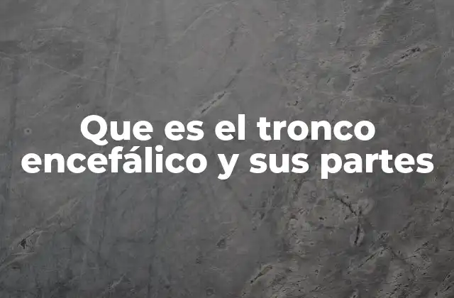 Que es el Tronco Encefálico y Sus Partes