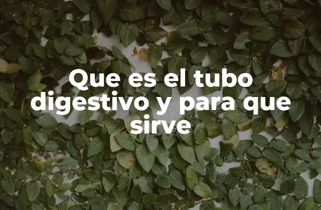 Que es el Tubo Digestivo y para que Sirve
