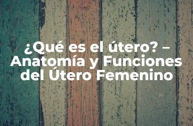 ¿qué es el Útero? – Anatomía y Funciones Del Útero Femenino