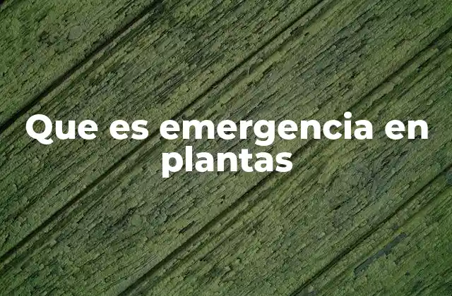 Que es Emergencia en Plantas