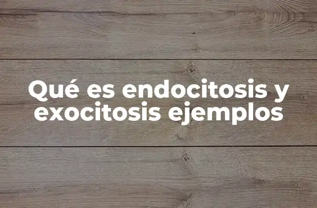 Qué es Endocitosis y Exocitosis Ejemplos