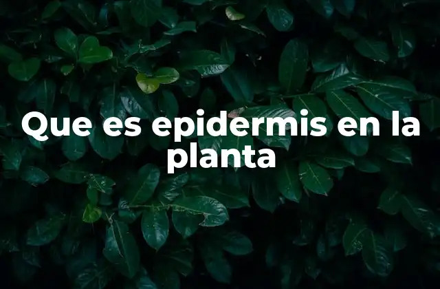 Que es Epidermis en la Planta