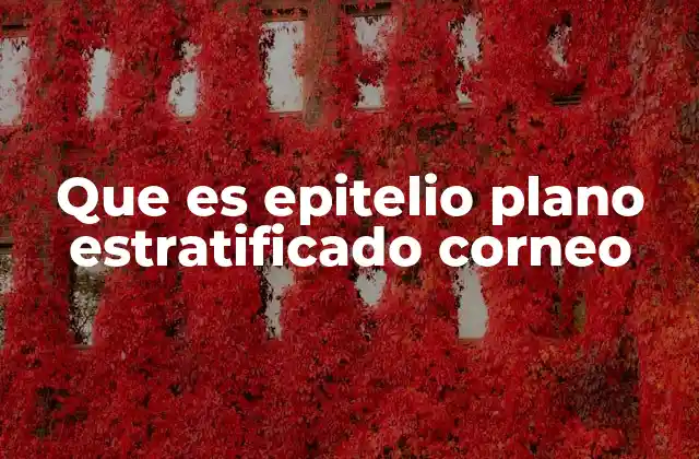 Que es Epitelio Plano Estratificado Corneo