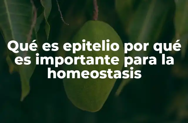 Qué es Epitelio por Qué es Importante para la Homeostasis