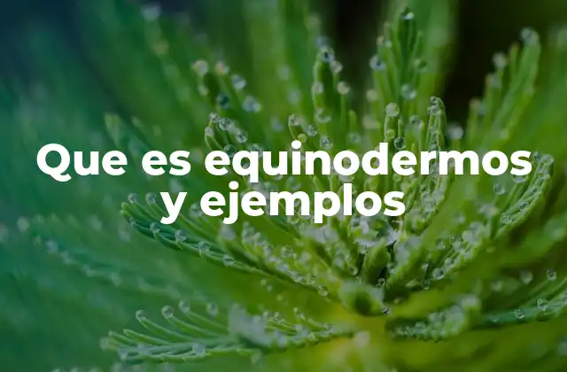 Que es Equinodermos y Ejemplos