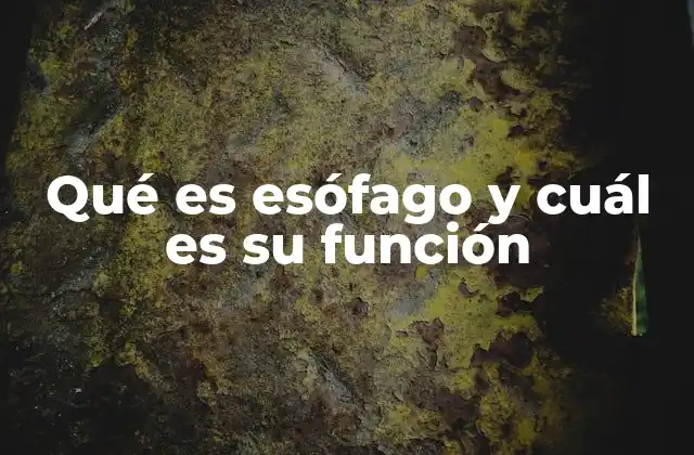 Qué es Esófago y Cuál es Su Función