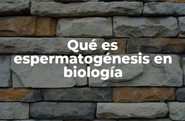 Qué es Espermatogénesis en Biología