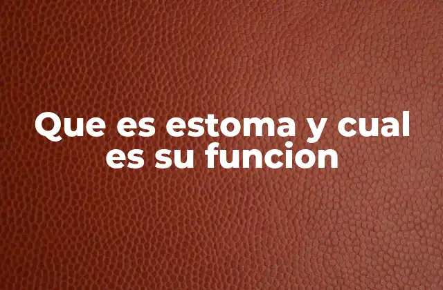 Que es Estoma y Cual es Su Funcion