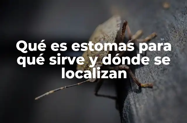 Qué es Estomas para Qué Sirve y Dónde Se Localizan