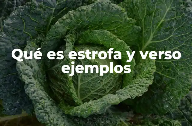 Qué es Estrofa y Verso Ejemplos