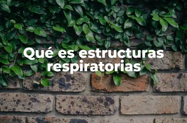 Qué es Estructuras Respiratorias 2 Componentes del sistema respiratorio y su función