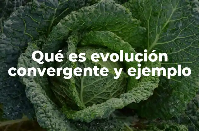 Qué es Evolución Convergente y Ejemplo