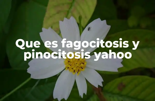 Que es Fagocitosis y Pinocitosis Yahoo