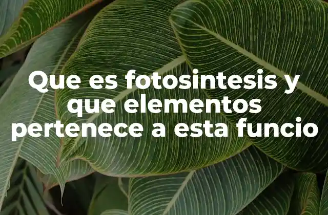 Que es Fotosintesis y que Elementos Pertenece a Esta Funcio 2 Componentes esenciales del proceso fotosintético
