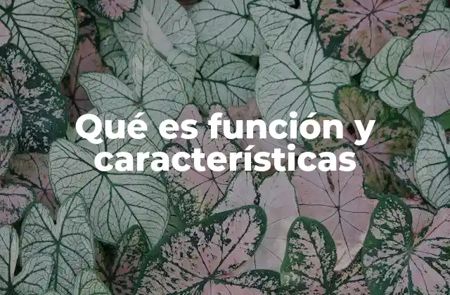 Qué es Función y Características