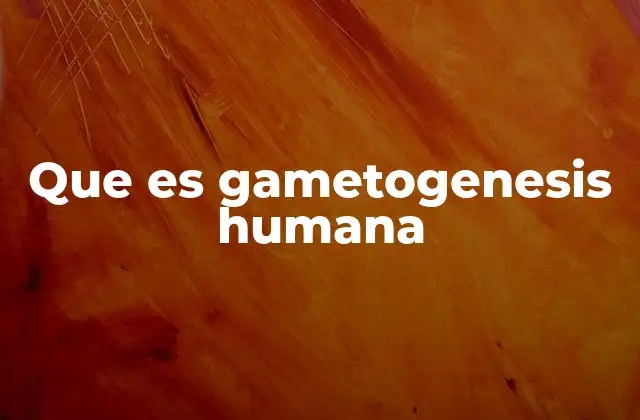 Que es Gametogenesis Humana 2 El proceso de formación de los gametos humanos