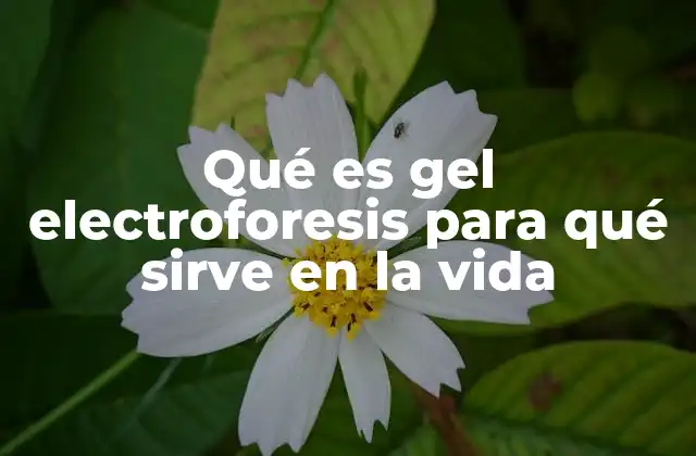 Qué es Gel Electroforesis para Qué Sirve en la Vida