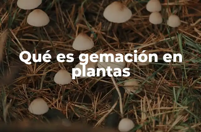 Qué es Gemación en Plantas 2 El desarrollo vegetativo a través de la gemación
