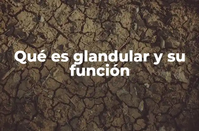 Qué es Glandular y Su Función