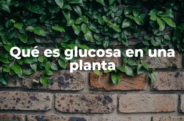 Qué es Glucosa en una Planta