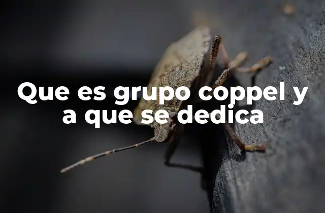 Que es Grupo Coppel y a que Se Dedica