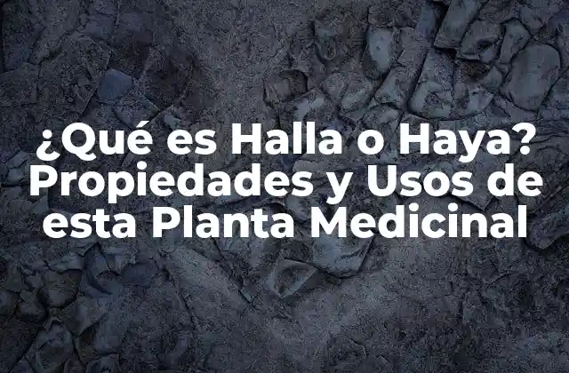 ¿qué es Halla o Haya? Propiedades y Usos de Esta Planta Medicinal