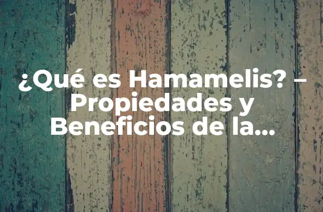 ¿qué es Hamamelis? - Propiedades y Beneficios de la Hamamelis 2 Propiedades de la Hamamelis