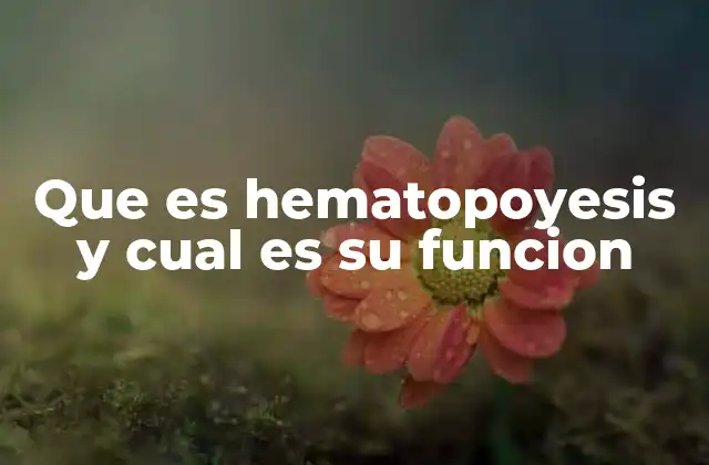 Que es Hematopoyesis y Cual es Su Funcion