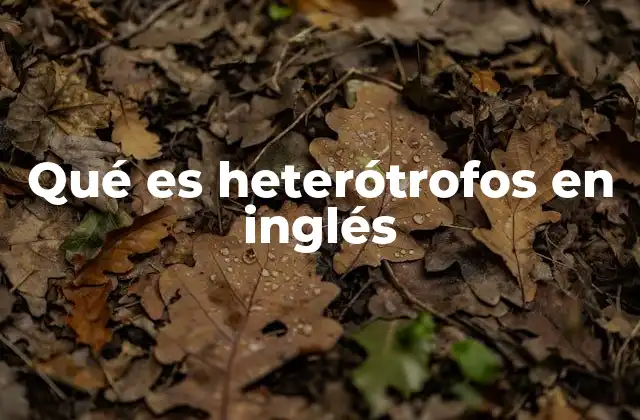 Qué es Heterótrofos en Inglés 2 La importancia de los heterótrofos en los ecosistemas