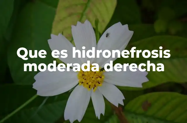 Que es Hidronefrosis Moderada Derecha 2 Causas y factores de riesgo de la hidronefrosis derecha