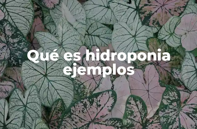 Qué es Hidroponia Ejemplos