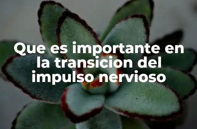 Que es Importante en la Transicion Del Impulso Nervioso 2 Cómo se desarrolla la transmisión del mensaje nervioso