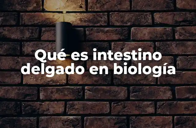 Qué es Intestino Delgado en Biología
