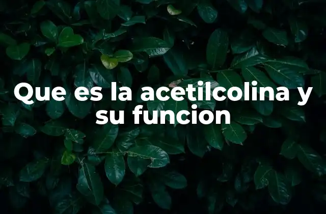 Que es la Acetilcolina y Su Funcion