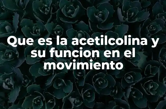 El papel de la acetilcolina en la comunicación neuromuscular