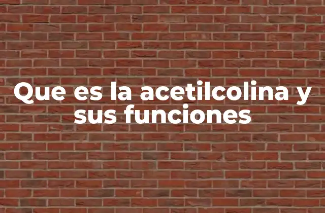 Que es la Acetilcolina y Sus Funciones