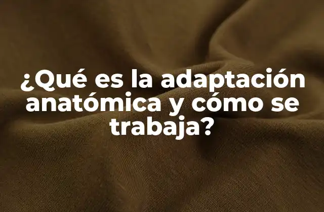 ¿qué es la Adaptación Anatómica y Cómo Se Trabaja?