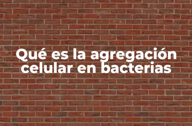 Qué es la Agregación Celular en Bacterias