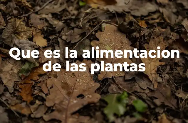 Que es la Alimentacion de las Plantas