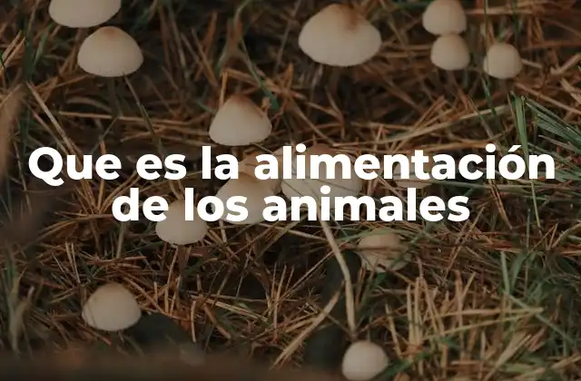 Que es la Alimentación de los Animales