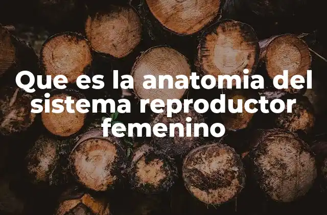 Que es la Anatomia Del Sistema Reproductor Femenino