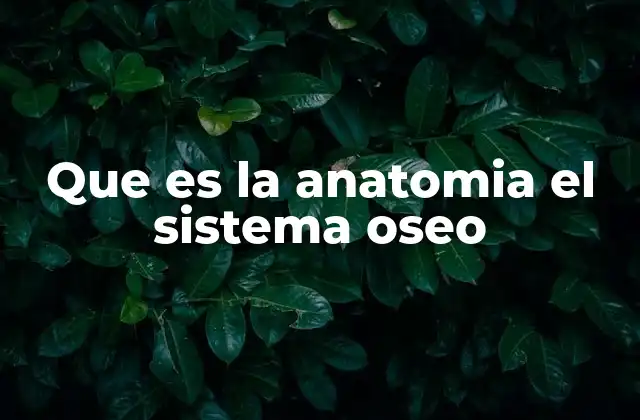 Que es la Anatomia el Sistema Oseo