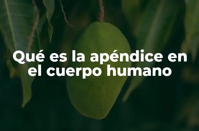 Qué es la Apéndice en el Cuerpo Humano