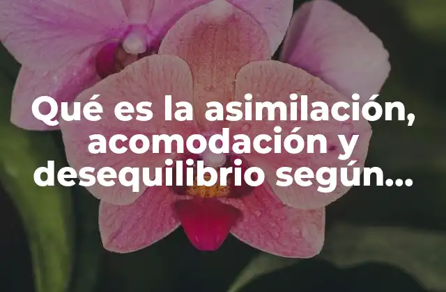 Qué es la Asimilación, Acomodación y Desequilibrio según Piaget