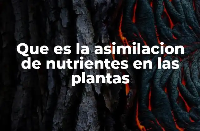Que es la Asimilacion de Nutrientes en las Plantas