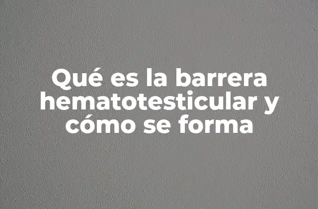 Qué es la Barrera Hematotesticular y Cómo Se Forma